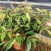 LEUCOTHOE RAINBOW 30-40 CLT2,5