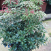 PIERIS JAPONICA MOUNTAIN FIRE 60-80 CLT10