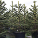 ARAUCARIA ARAUCANA 220CM CLT160