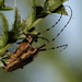 Sárgagyűrűs bogáncscincérek :) ( Agapanthia dahli)