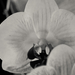 Orchidea ff