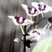 Variációk orchideára1