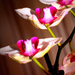 Variációk orchideára2