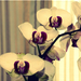 Variációk orchideára3