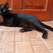 cat in black