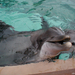 A delfin mosolya