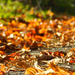 Richmond park, ősz: Elhullajtott