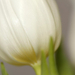 Tulipán textúrája