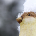 madáretető a hó alatt