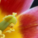 tulipán makró