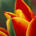 színpomás tulipán