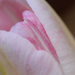 Tulipán közelről