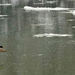 2012 jégzajlás a Dunán 3