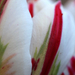 tulipan kozelrol
