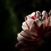 tulipán csoda :)