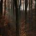 őszi erdő 3