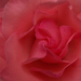 Teahibrid rózsa