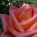Teahibrid rózsa