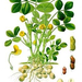 260px-Arachis hypogaea - Köhler–s Medizinal-Pflanzen-163
