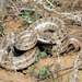 Sivatagi vipera