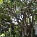 Mangrove fa - tipikus utcakép