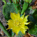 a kaktusz 2. virága