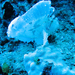 IMG 0745 Taenianotus triacanthus , Leaf scorpionfish