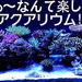 japanese-sps-reef