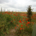 D5 field of poppy near Stonehenge