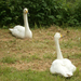D6 Whooper swan, Leeds Castle garden
