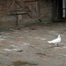fehér galambok