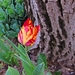 cirmos tulipán