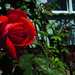 piros rózsa