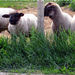 bárányok