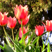 kinyíltak a tulipánjaim