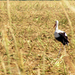 sétálgató gólya