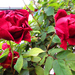 piros rózsák