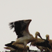 Keszűi gólyák