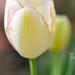tulipán4