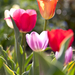 tulipán10