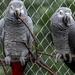 Papagájok - Nyíregyházi állatkert
