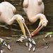 pelikán-ebéd