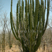 Cereus kaktusz-Navajoa, sonora