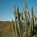 Kaktuszok Sonoraban, Arizpe kornyeken