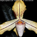 Paphiopedilum concolor v.striatum