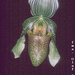 Paphiopedilum parnatanum (Olaf Gruss)