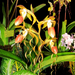 Paphiopedilum Sanderianum x Gigantifolium - Orchidaceae