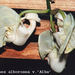 Coryanthes alborosea v.Alba