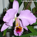 Cattleya percivaliana5