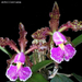Cattleya schilleriana